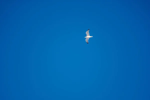 Weiße Möwen Vor Blauem Himmel Vögel Der Küste Ein Klarer — Stockfoto