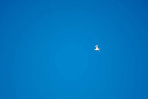 White Seagulls Background Blue Sky Birds Coast Clear Cloudless Sky — 스톡 사진