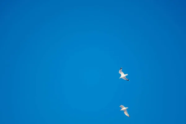 Mouettes Blanches Sur Fond Ciel Bleu Des Oiseaux Sur Côte — Photo