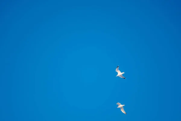 Gaviotas Blancas Sobre Fondo Cielo Azul Pájaros Costa Cielo Despejado —  Fotos de Stock