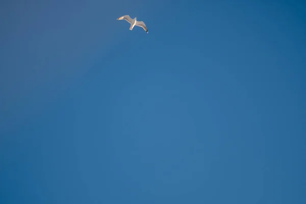 White Seagulls Background Blue Sky Birds Coast Clear Cloudless Sky — 스톡 사진