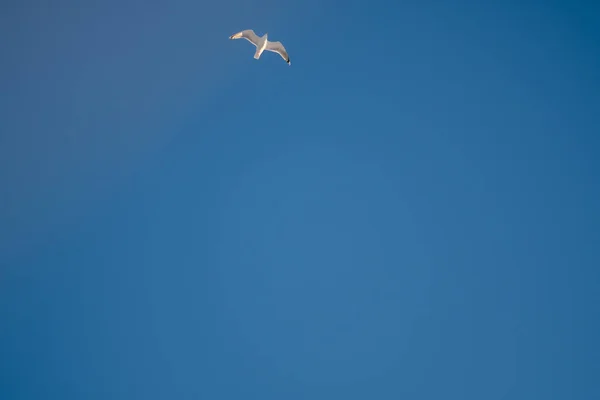 Gaivotas Brancas Fundo Céu Azul Pássaros Costa Céu Claro Sem — Fotografia de Stock