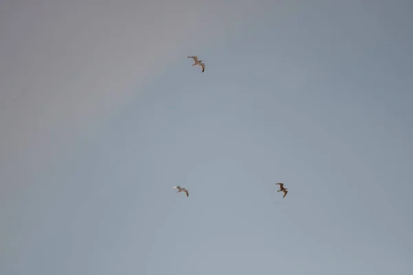 Gaivotas Brancas Fundo Céu Azul Pássaros Costa Céu Claro Sem — Fotografia de Stock