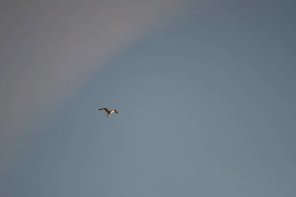 Mouettes Blanches Sur Fond Ciel Bleu Des Oiseaux Sur Côte — Photo