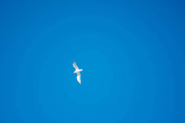 Gaivotas Brancas Fundo Céu Azul Pássaros Costa Céu Claro Sem — Fotografia de Stock