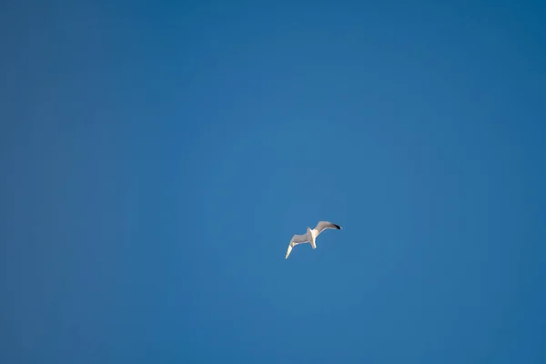 Pescăruși Albi Fundal Cer Albastru Păsări Coastă Cer Senin Fără — Fotografie, imagine de stoc