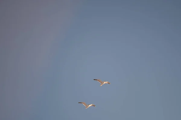 Hvide Måger Baggrund Blå Himmel Fugle Kysten Klar Skyfri Himmel - Stock-foto