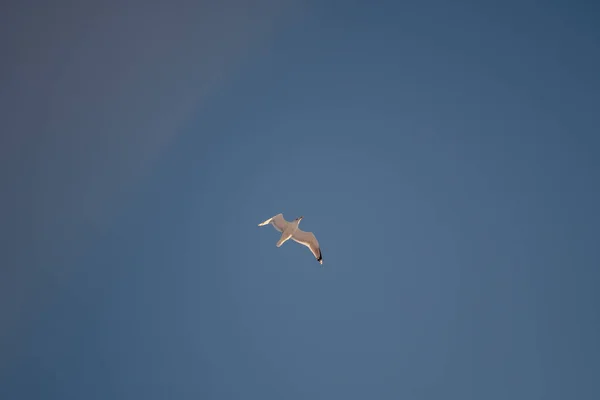 White Seagulls Background Blue Sky Birds Coast Clear Cloudless Sky — Stock Photo, Image