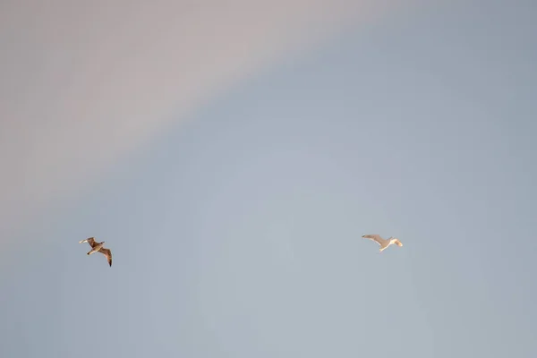 Gabbiani Bianchi Uno Sfondo Cielo Blu Uccelli Sulla Costa Cielo — Foto Stock