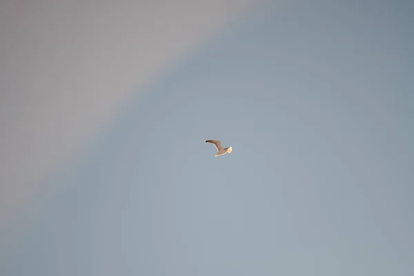 Gaviotas Blancas Sobre Fondo Cielo Azul Pájaros Costa Cielo Despejado — Foto de Stock