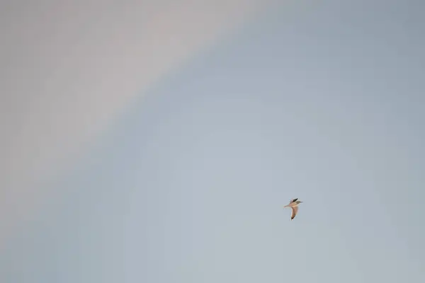 Білі Чайки Тлі Блакитного Неба Птахи Узбережжі Ясне Безхмарне Небо — стокове фото