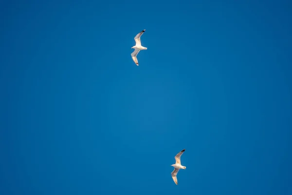 Gaivotas Brancas Fundo Céu Azul Pássaros Costa Céu Claro Sem — Fotografia de Stock