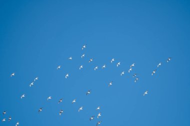 Mavi gökyüzünün arka planında beyaz kuşlar. Sahilde martılar var. Temiz, bulutsuz bir gökyüzü. Gün, soğuk, güneşli.