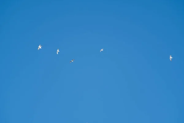 Bílí Ptáci Pozadí Modré Oblohy Racci Pobřeží Jasná Bezmračná Obloha — Stock fotografie