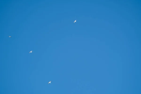 Witte Vogels Een Achtergrond Van Blauwe Lucht Meeuwen Aan Kust — Stockfoto