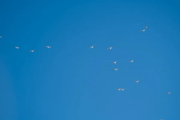 Pássaros Brancos Fundo Céu Azul Gaivotas Costa Céu Claro Sem — Fotografia de Stock