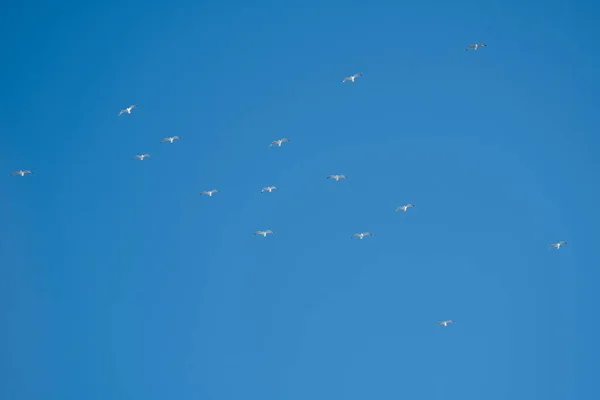Weiße Vögel Vor Blauem Himmel Möwen Der Küste Ein Klarer — Stockfoto