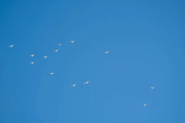 Uccelli Bianchi Uno Sfondo Cielo Blu Gabbiani Sulla Costa Cielo — Foto Stock