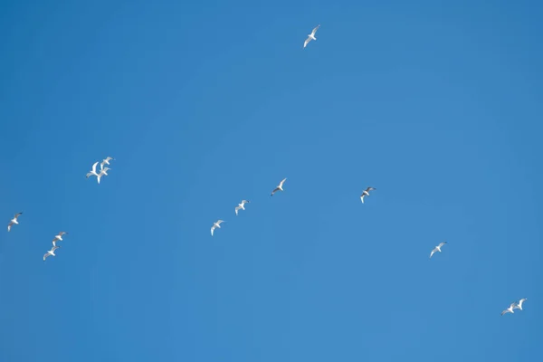 Pájaros Blancos Sobre Fondo Cielo Azul Gaviotas Costa Cielo Despejado — Foto de Stock