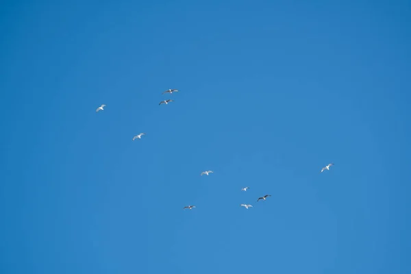 Pássaros Brancos Fundo Céu Azul Gaivotas Costa Céu Claro Sem — Fotografia de Stock