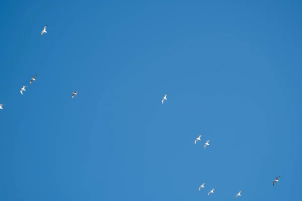 Pássaros Brancos Fundo Céu Azul Gaivotas Costa Céu Claro Sem — Fotografia de Stock