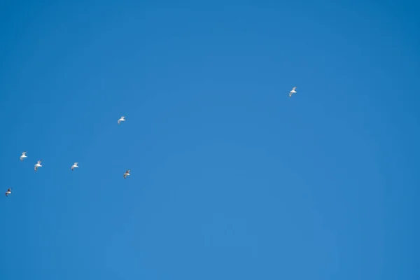 Pássaros Brancos Fundo Céu Azul Gaivotas Costa Céu Claro Sem — Fotografia de Stock