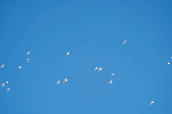 Pássaros Brancos Fundo Céu Azul Gaivotas Costa Céu Claro Sem — Fotografia de Stock