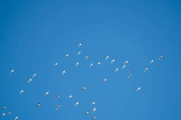 Pássaros Brancos Fundo Céu Azul Gaivotas Costa Céu Claro Sem — Fotografia de Stock