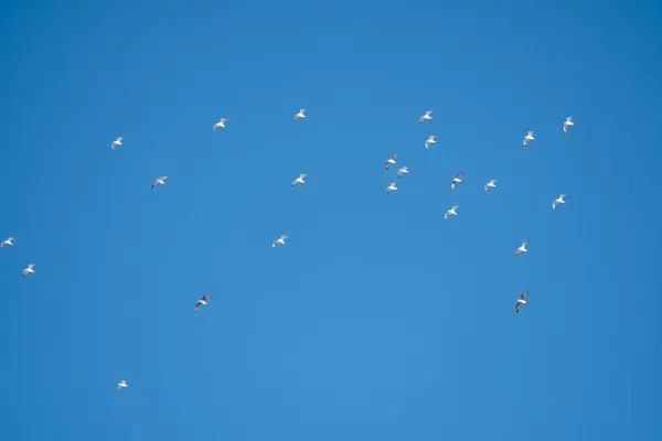 Белые Птицы Фоне Голубого Неба Чайки Побережье Ясное Безоблачное Небо — стоковое фото