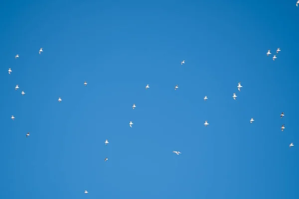 Uccelli Bianchi Uno Sfondo Cielo Blu Gabbiani Sulla Costa Cielo — Foto Stock