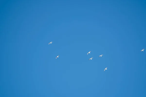 Pájaros Blancos Sobre Fondo Cielo Azul Gaviotas Costa Cielo Despejado — Foto de Stock