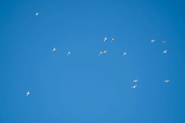 Pássaros Brancos Fundo Céu Azul Gaivotas Costa Céu Claro Sem — Fotografia de Stock