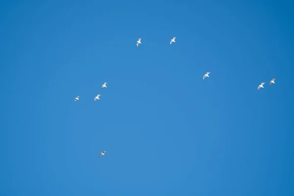 Pássaros Brancos Fundo Céu Azul Gaivotas Costa Céu Claro Sem — Fotografia de Stock