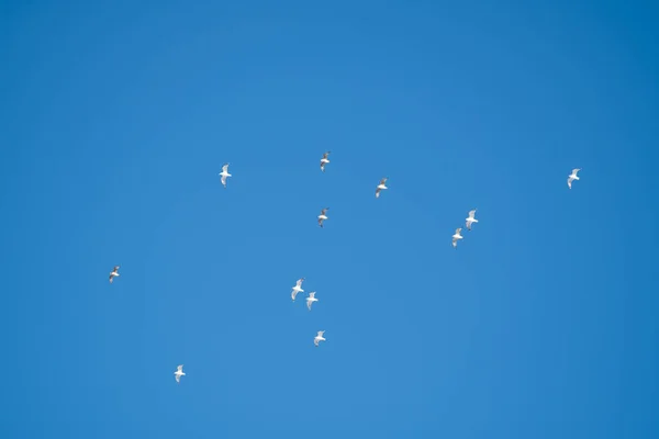 Mavi Gökyüzünün Arka Planında Beyaz Kuşlar Sahilde Martılar Var Temiz — Stok fotoğraf
