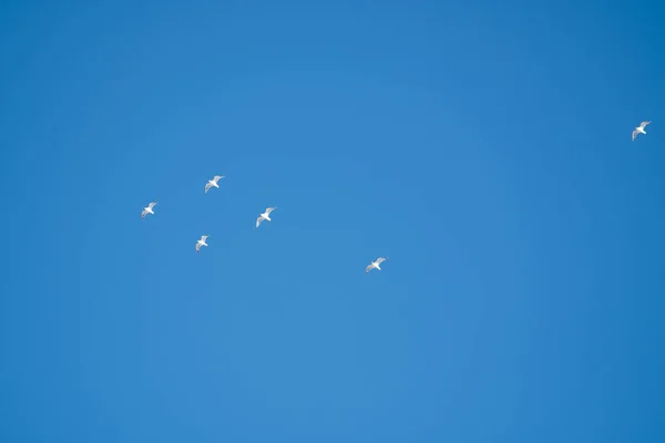 Pássaros Brancos Fundo Céu Azul Gaivotas Costa Céu Claro Sem — Fotografia de Stock