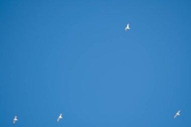 Mavi gökyüzünün arka planında beyaz kuşlar. Sahilde martılar var. Temiz, bulutsuz bir gökyüzü. Gün, soğuk, güneşli.