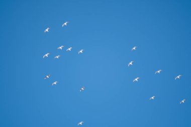 Mavi gökyüzünün arka planında beyaz kuşlar. Sahilde martılar var. Temiz, bulutsuz bir gökyüzü. Gün, soğuk, güneşli.