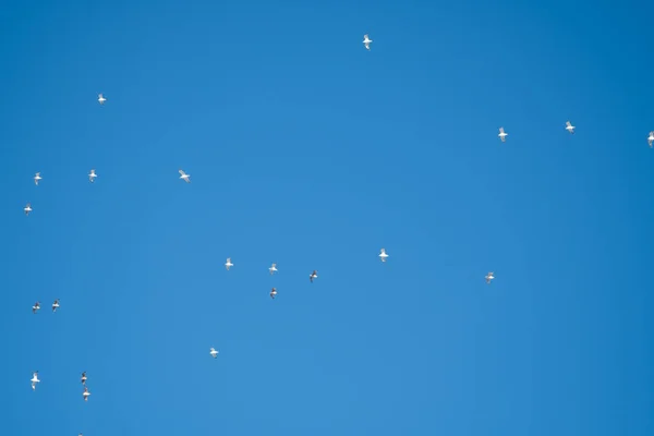 Білі Птахи Тлі Блакитного Неба Чайки Узбережжі Ясне Безхмарне Небо — стокове фото