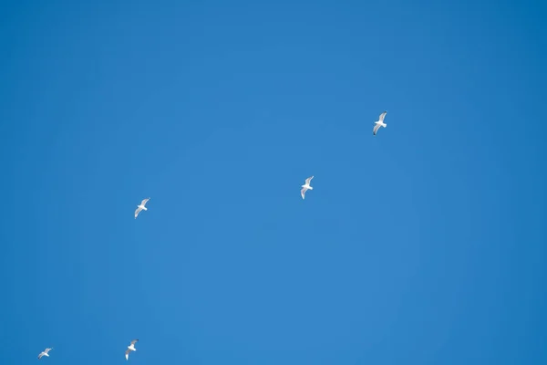 Pájaros Blancos Sobre Fondo Cielo Azul Gaviotas Costa Cielo Despejado — Foto de Stock