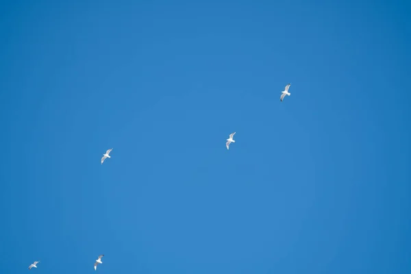 Witte Vogels Een Achtergrond Van Blauwe Lucht Meeuwen Aan Kust — Stockfoto