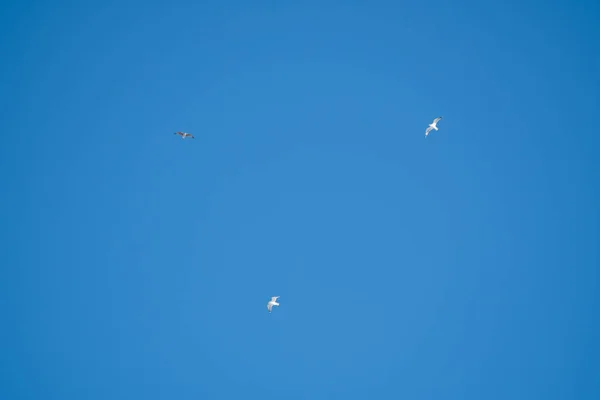 Pássaros Brancos Fundo Céu Azul Gaivotas Costa Céu Claro Sem — Fotografia de Stock