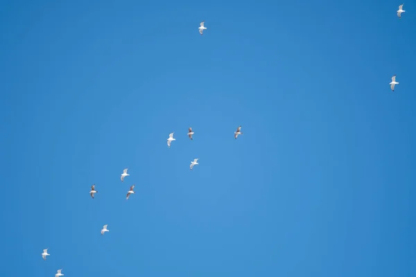 Białe Ptaki Tle Błękitnego Nieba Mewy Wybrzeżu Czyste Bezchmurne Niebo — Zdjęcie stockowe