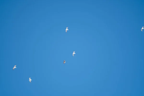 Pássaros Brancos Fundo Céu Azul Gaivotas Costa Céu Claro Sem — Fotografia de Stock