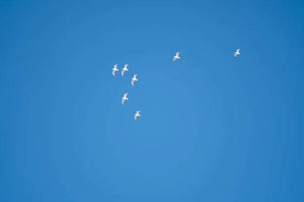 Pájaros Blancos Sobre Fondo Cielo Azul Gaviotas Costa Cielo Despejado — Foto de Stock