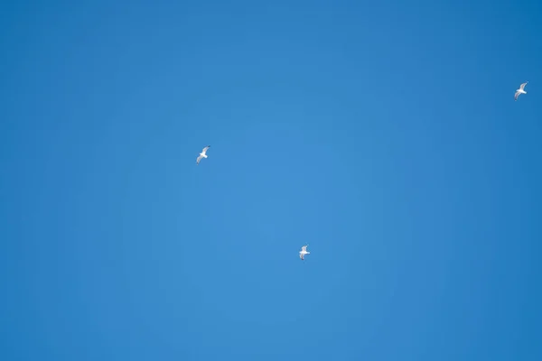 Pájaros Blancos Sobre Fondo Cielo Azul Gaviotas Costa Cielo Despejado —  Fotos de Stock