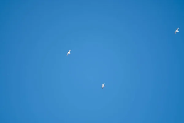 White Birds Background Blue Sky Seagulls Coast Clear Cloudless Sky — Stock Photo, Image