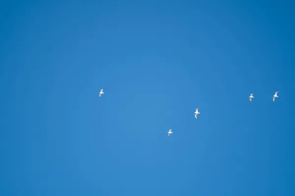 Λευκά Πουλιά Φόντο Γαλάζιου Ουρανού Γλάροι Στην Ακτή Ένας Καθαρός — Φωτογραφία Αρχείου