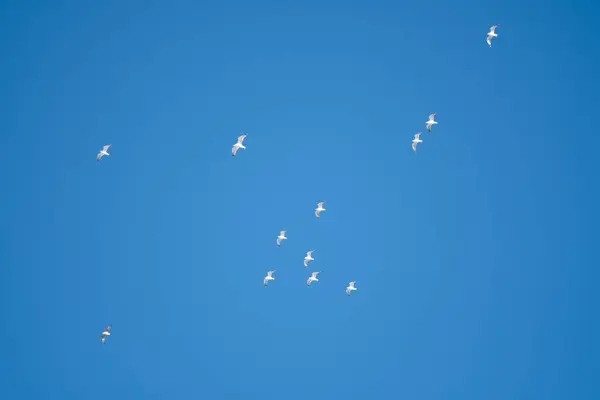 Pájaros Blancos Sobre Fondo Cielo Azul Gaviotas Costa Cielo Despejado — Foto de Stock