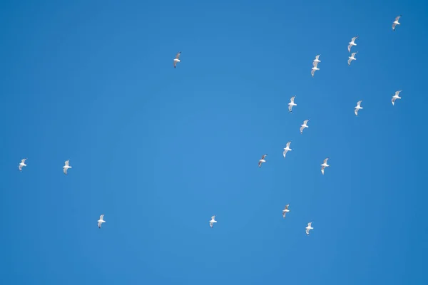 Pássaros Brancos Fundo Céu Azul Gaivotas Costa Céu Claro Sem — Fotografia de Stock