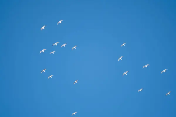 Pássaros Brancos Fundo Céu Azul Gaivotas Costa Céu Claro Sem — Fotografia de Stock